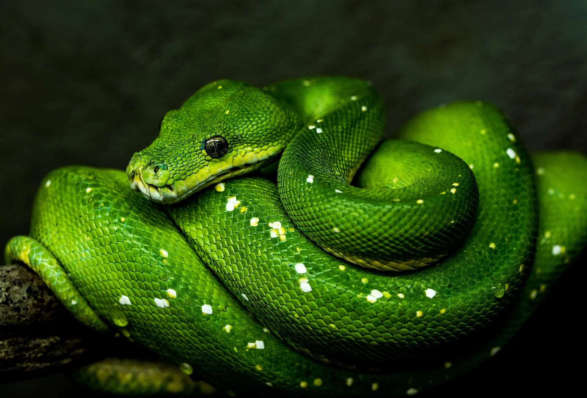 Python: Getting Started with Data Science